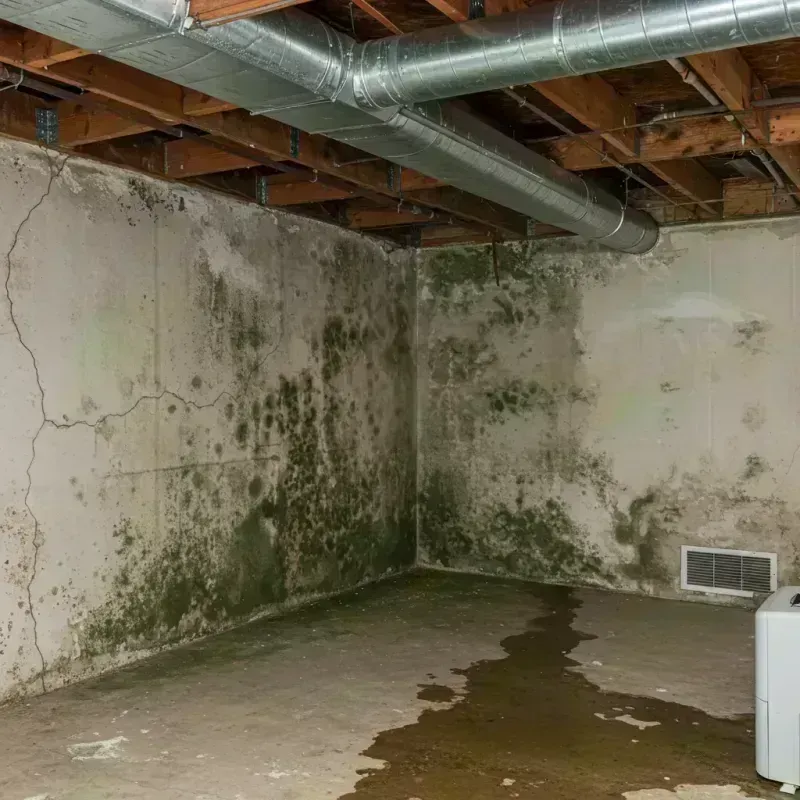 Professional Mold Removal in Colchester, IL